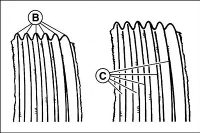7. From the bottom of the engine, use the head to turn the engine by the crankshaft pulley in the…