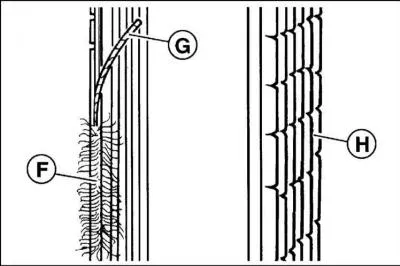 Transverse cracks D on the back side of the belt and delamination of the ribs E of the ribbed belt