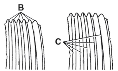 18.2a. Istrošenost rubova rebara pogonskog remena