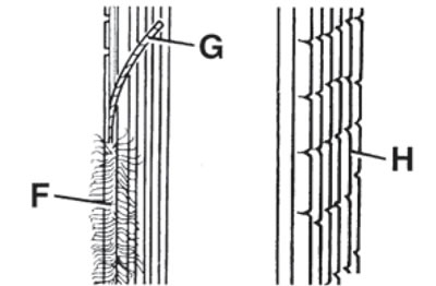 18.2s. Lomljenje bočnih rebara (F), pukotine (H) i raslojavanje bočnih rebara (G)
